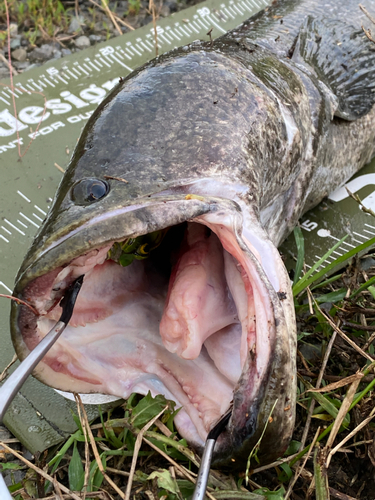 ライギョの釣果