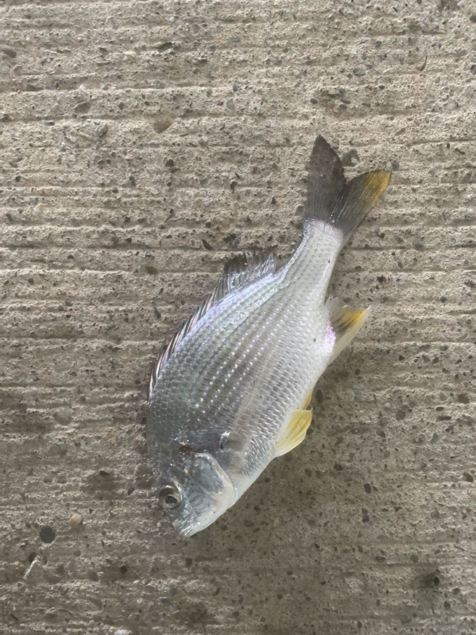 クロダイ