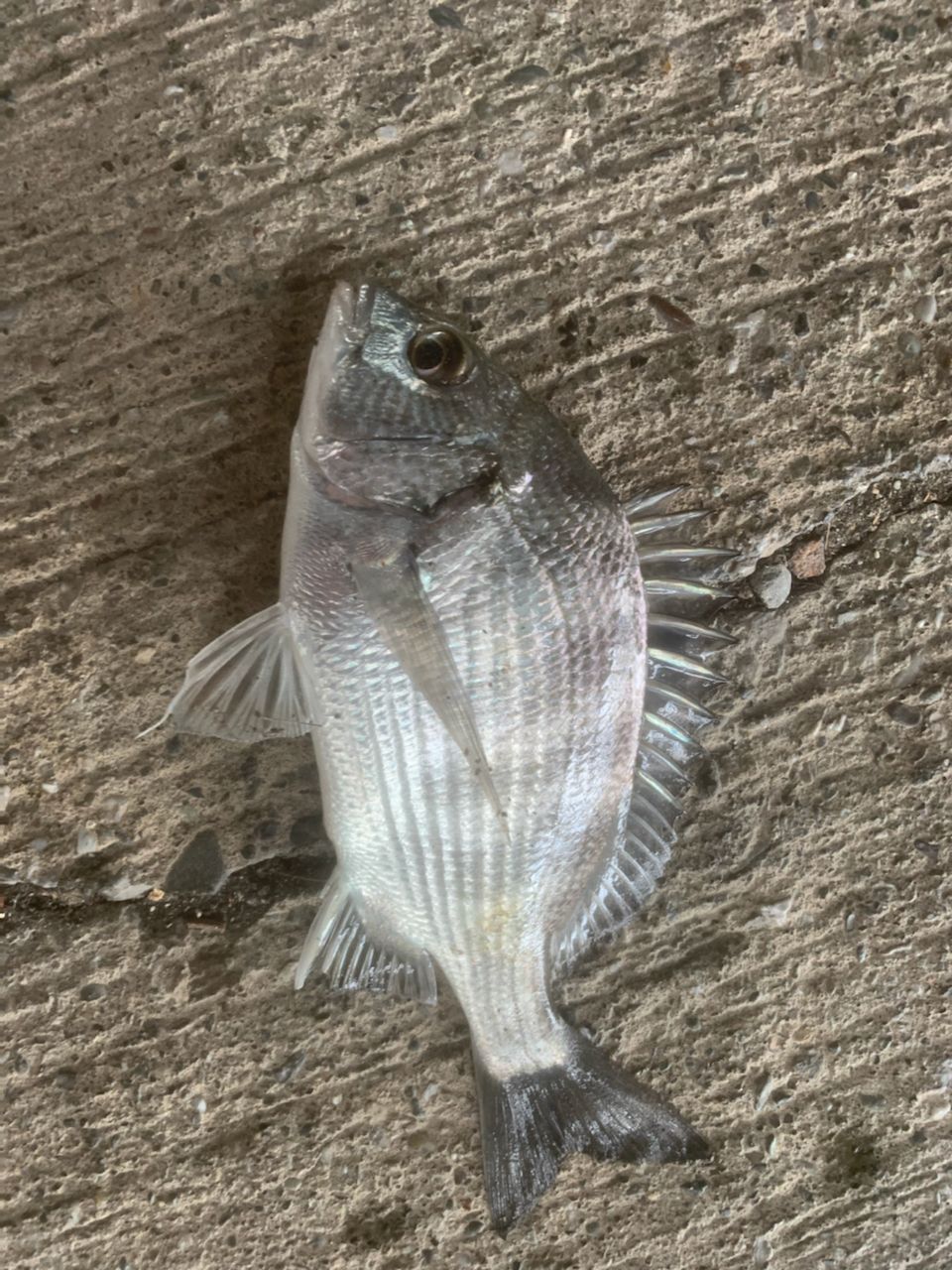 クロダイ