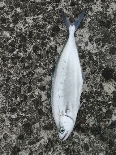 イケカツオの釣果