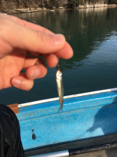 ワカサギの釣果