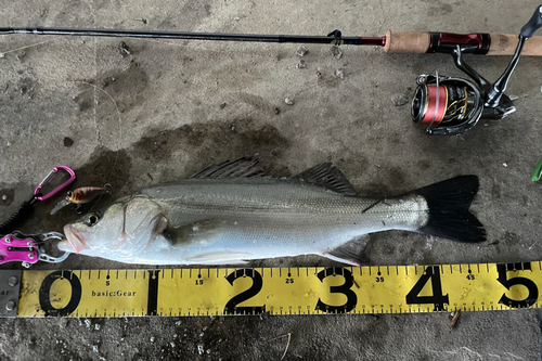 シーバスの釣果