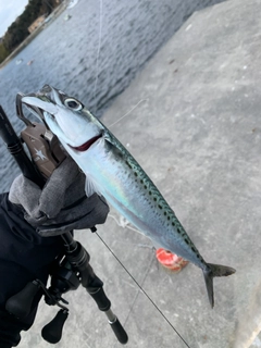 サバの釣果