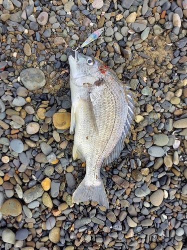 キビレの釣果