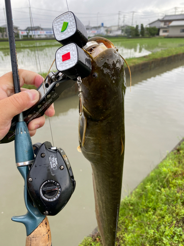 ナマズの釣果