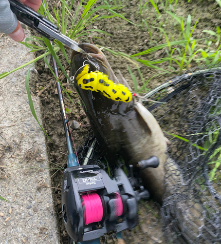 ナマズの釣果