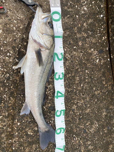 シーバスの釣果