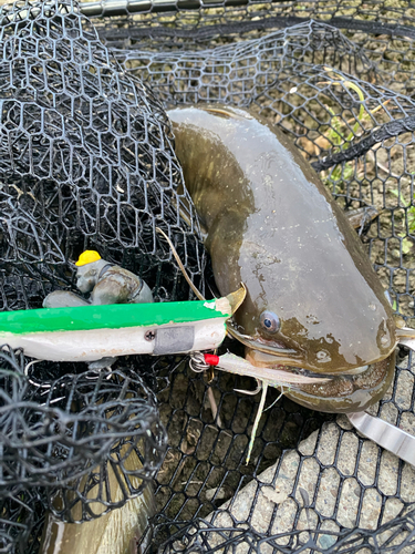 ナマズの釣果