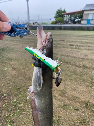 ナマズの釣果