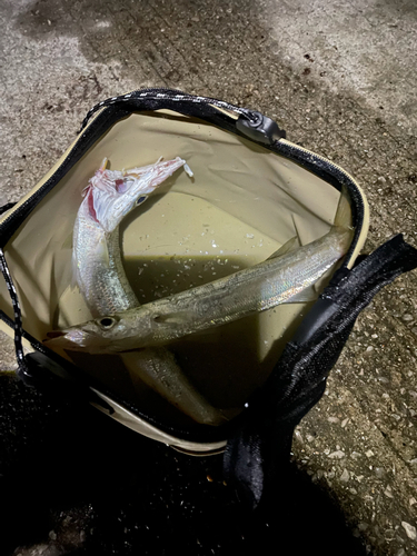 カマスの釣果