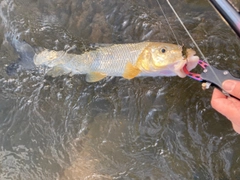 ニゴイの釣果