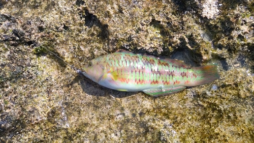 ベラの釣果