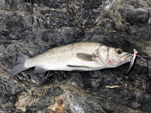 ヒラスズキの釣果