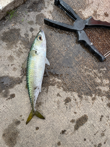 サバの釣果