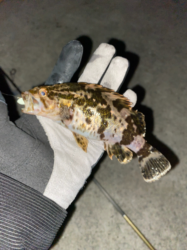 タケノコメバルの釣果