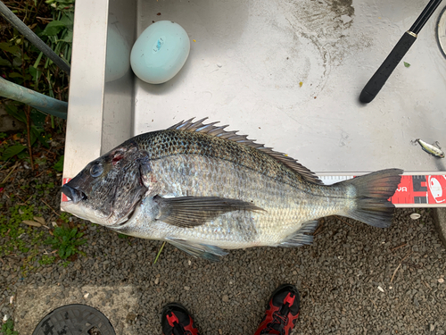 クロダイの釣果