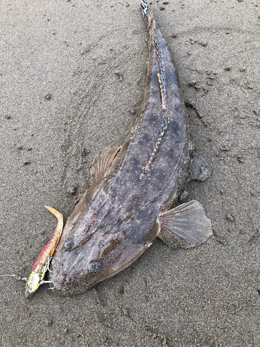 マゴチの釣果