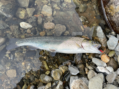 ニジマスの釣果