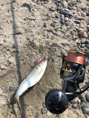 コノシロの釣果