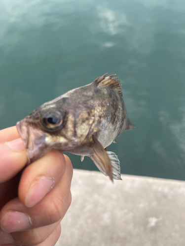 シロメバルの釣果