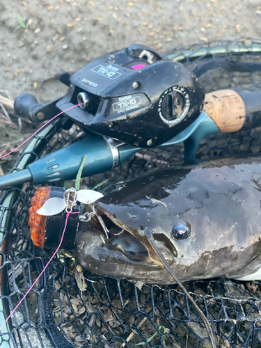 ナマズの釣果