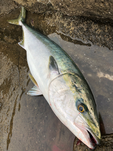 ヤズの釣果