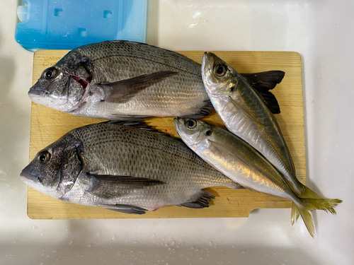 クロダイの釣果