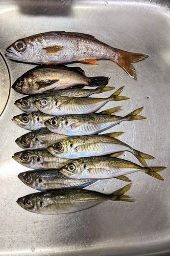 アジの釣果