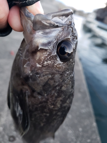 クロソイの釣果