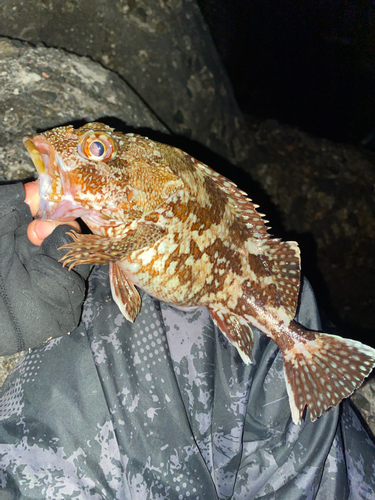 カサゴの釣果