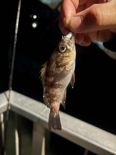 メバルの釣果