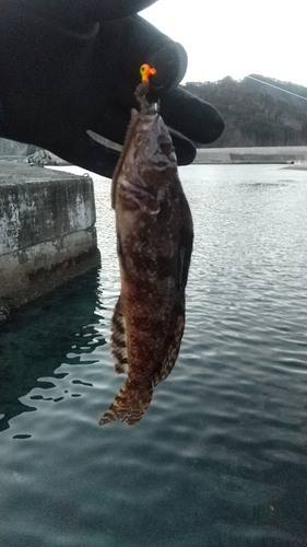 クジメの釣果