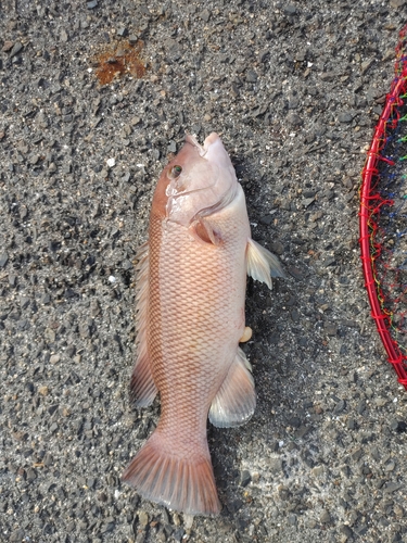 コブダイの釣果