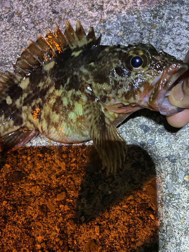 カサゴの釣果