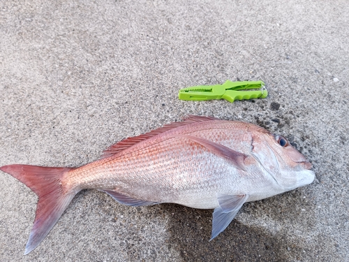 タイの釣果