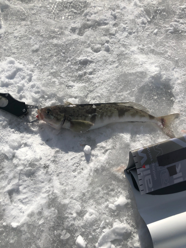 ホッケの釣果