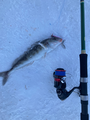 ホッケの釣果