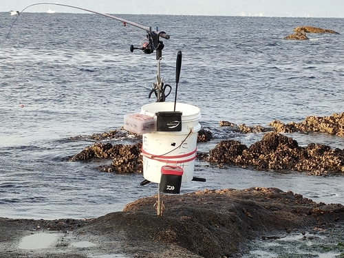 メジナの釣果