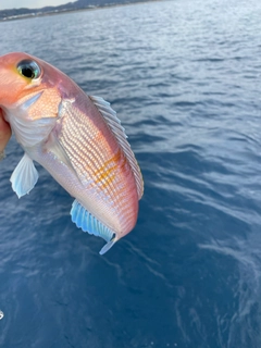 アマダイの釣果