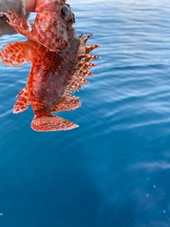 オニカサゴの釣果