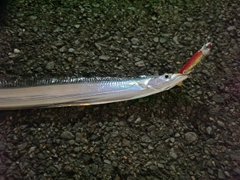 タチウオの釣果