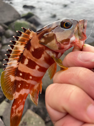 アカハタの釣果