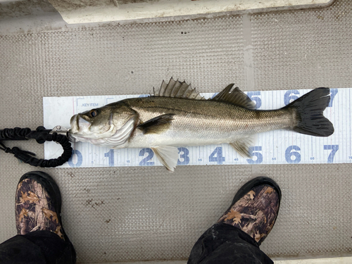 シーバスの釣果