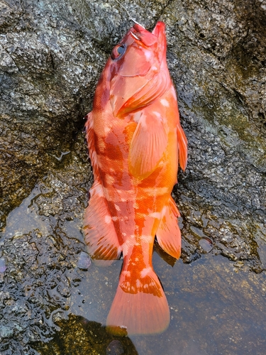 アカハタの釣果