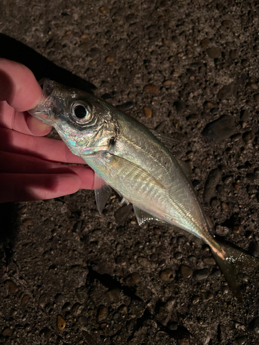 マアジの釣果