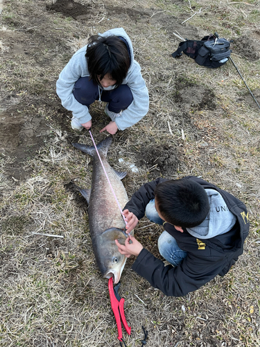 ハクレンの釣果