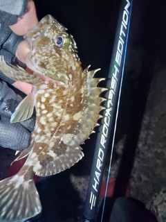 タケノコメバルの釣果