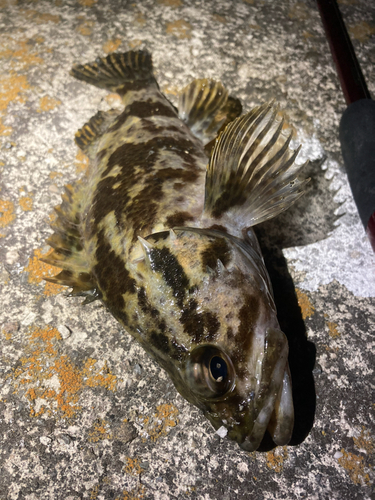 タケノコメバルの釣果