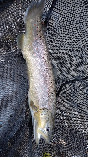 ブラウントラウトの釣果