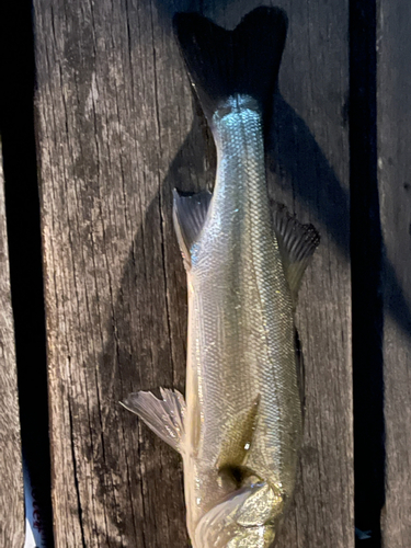 シーバスの釣果